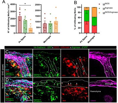 Central Nervous System Barriers Impact Distribution and Expression of iNOS and Arginase-1 in Infiltrating Macrophages During Neuroinflammation